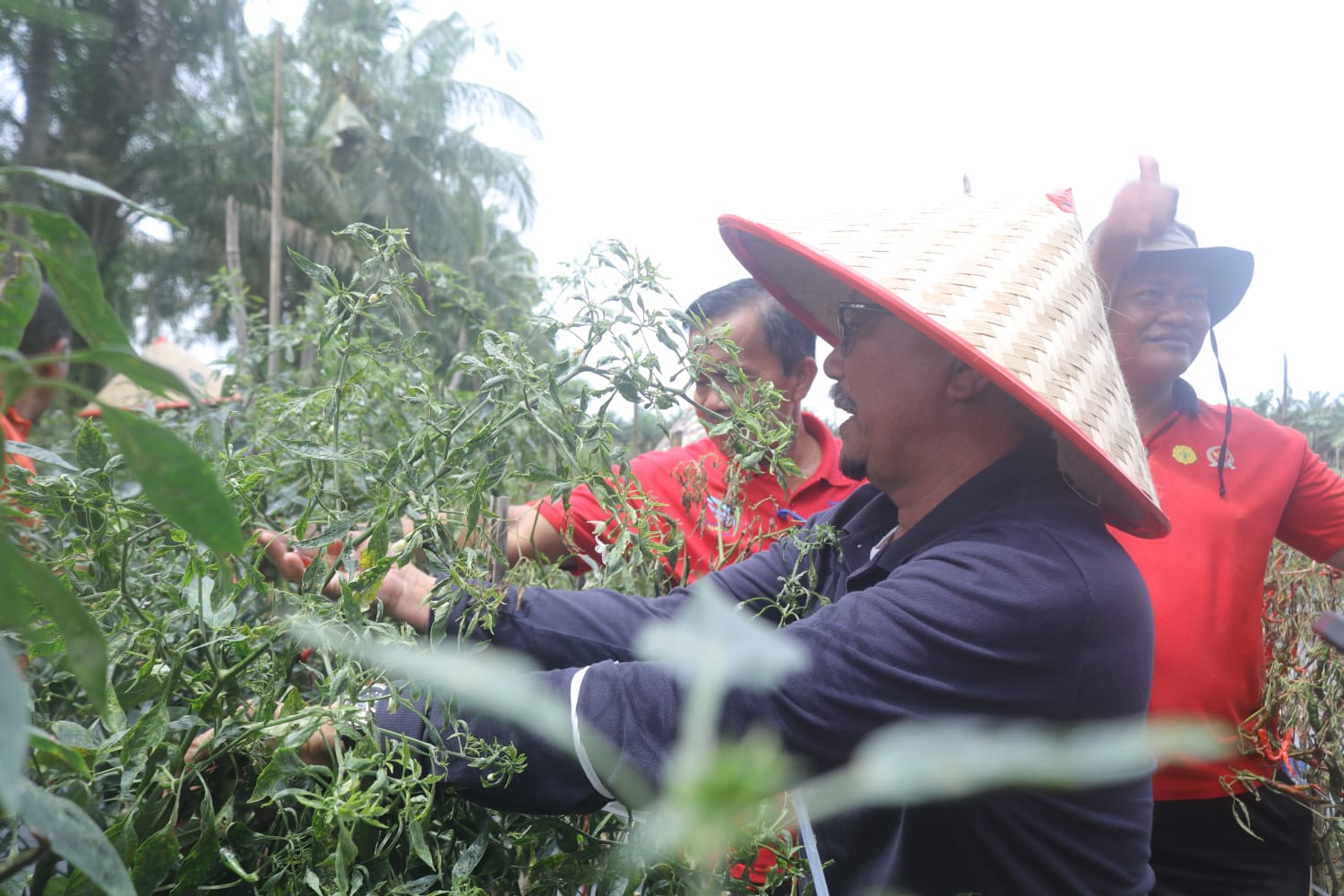 Panen cabai bersama