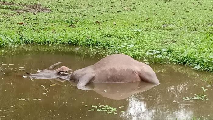 Kerbau yang terdampak penyakit ngorok