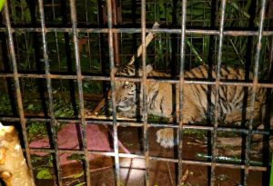 Anak harimau yang masuk perangkap