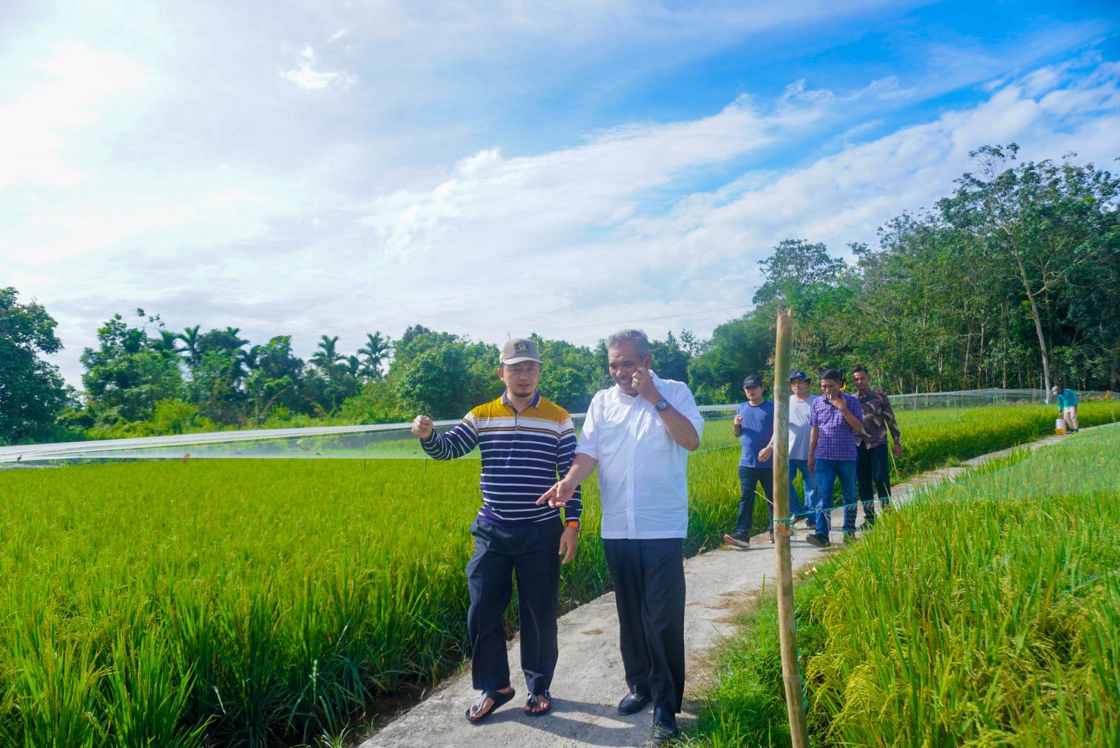 Peninjauan lahan padi di Kampar