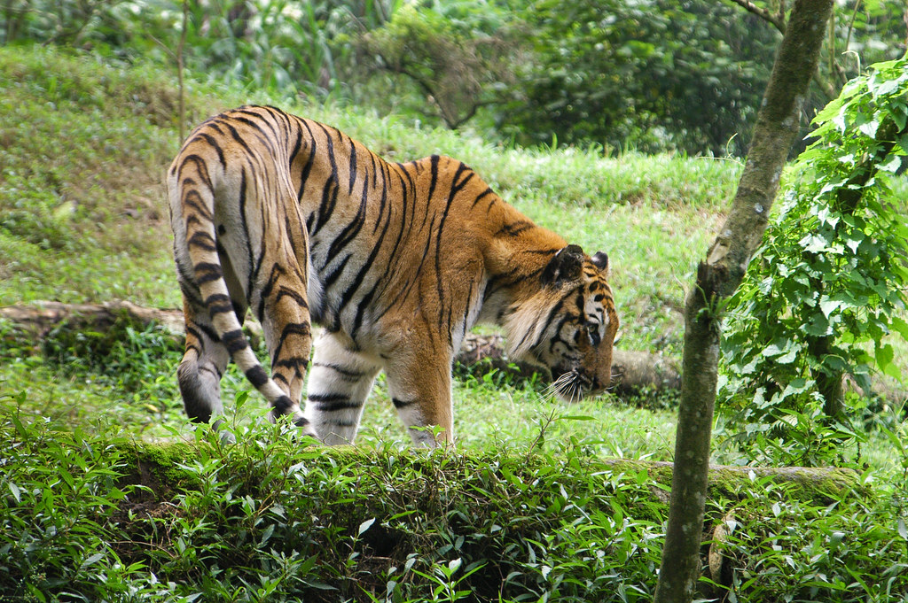 Ilustrasi Harimau Sumatera