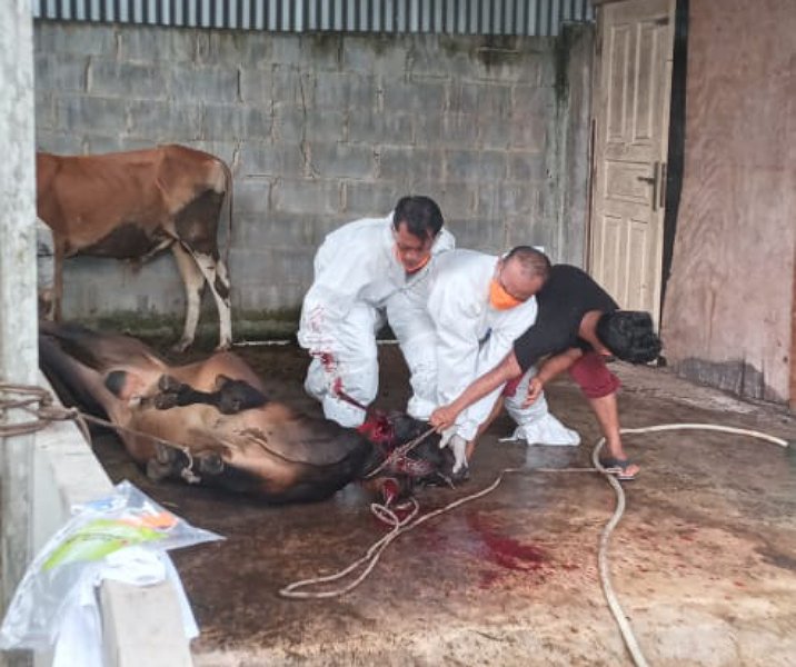 Petugas Distankan Pekanbaru saat proses pemusnahan sapi terjangkit Brucellosis pada 8 Desember 2022. Foto: Istimewa.