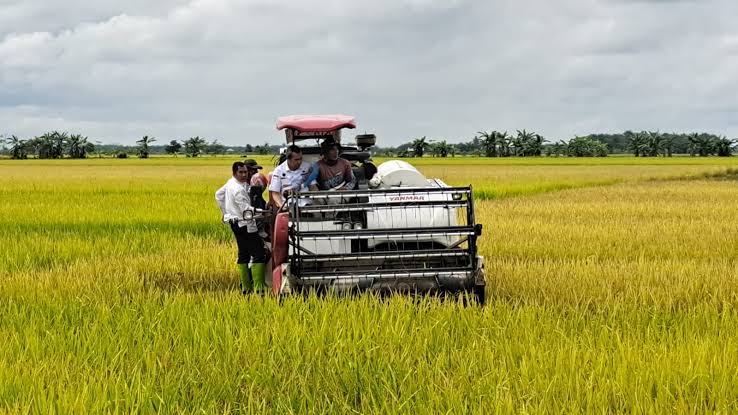 Gubri Syamsuar ikut panen raya padi di Siak