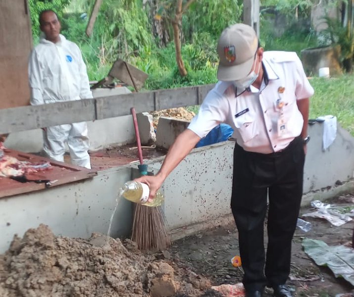 Pemusnahan dua ekor sapi terjangkit Brucelliosis oleh petugas Distankan Pekanbaru beberapa waktu lalu. Foto: Istimewa.