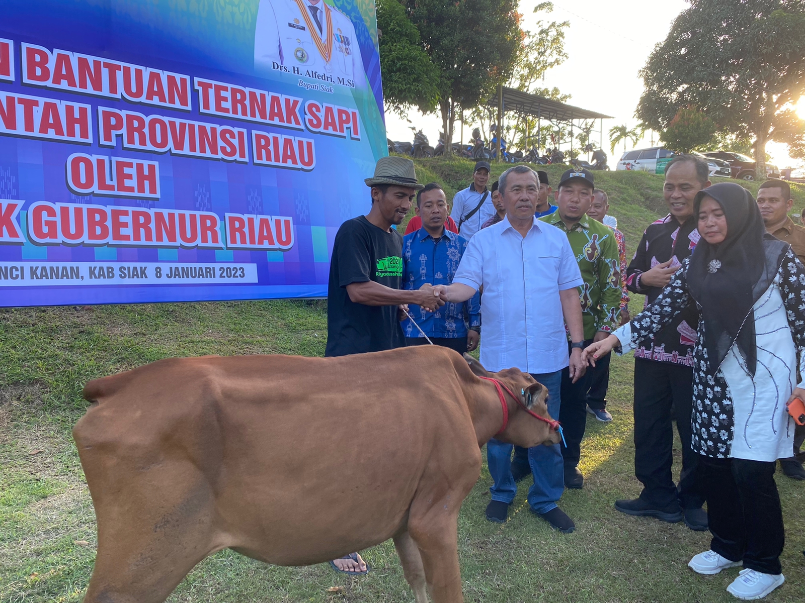 Penyerahan sapi bantuan Pemprov Riau
