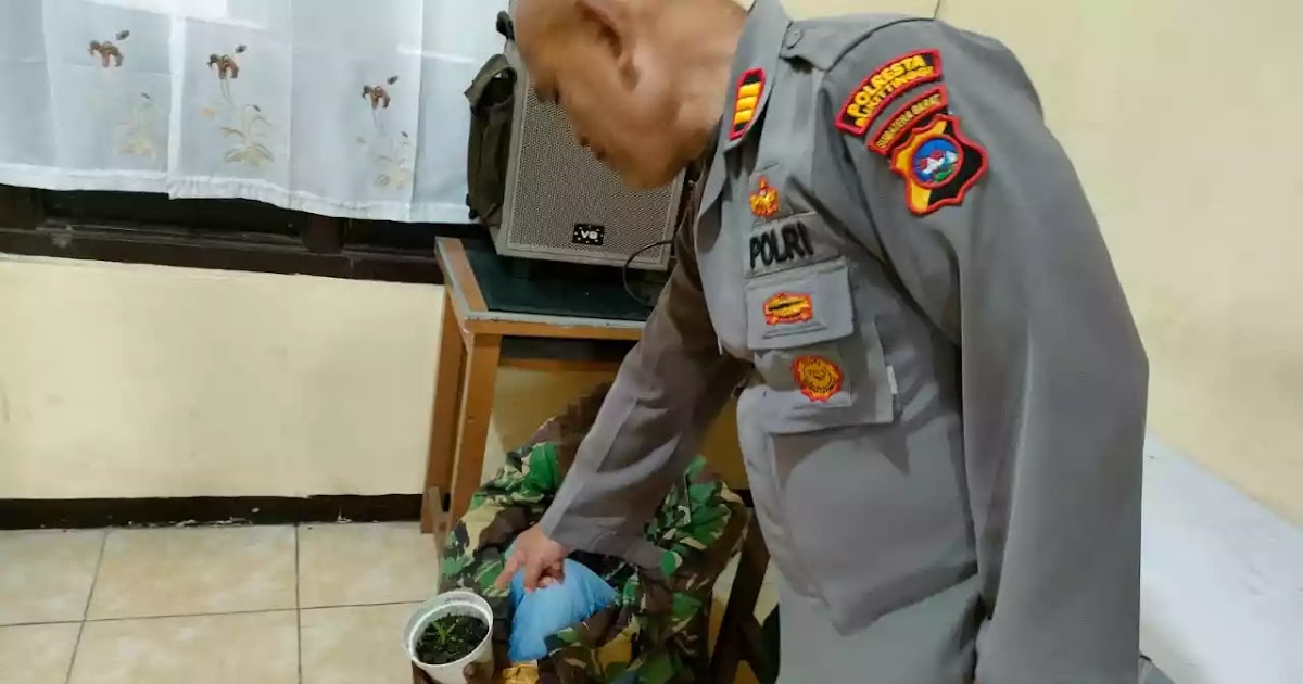 Polisi perlihatkan ganja yang ditanam