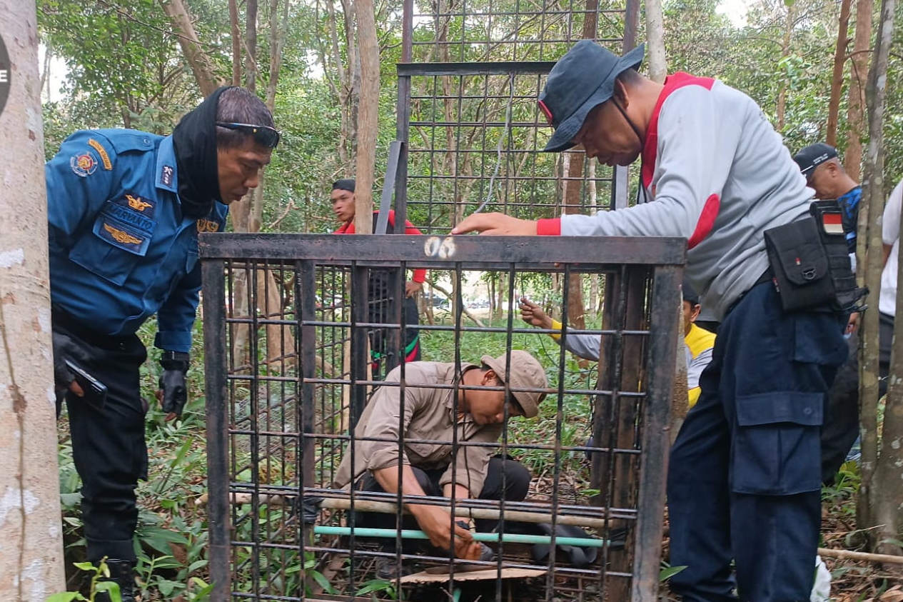 Petugas gabungan melakukan monitoring serta memasang 2 camera trap dan 1 boxtrap (Foto BBKSDA Riau)