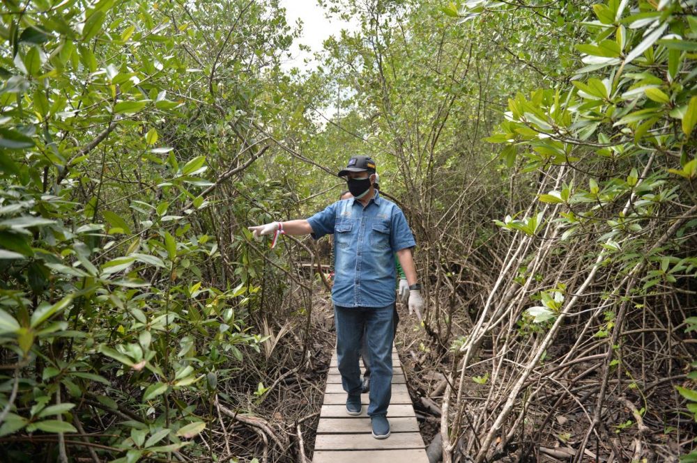 Kawasan magrove di Riau