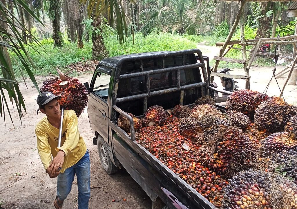 Hasil panen sawit petani/Net