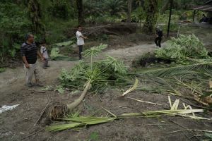 Tanaman warga Pekanbaru yang dirusak gajah