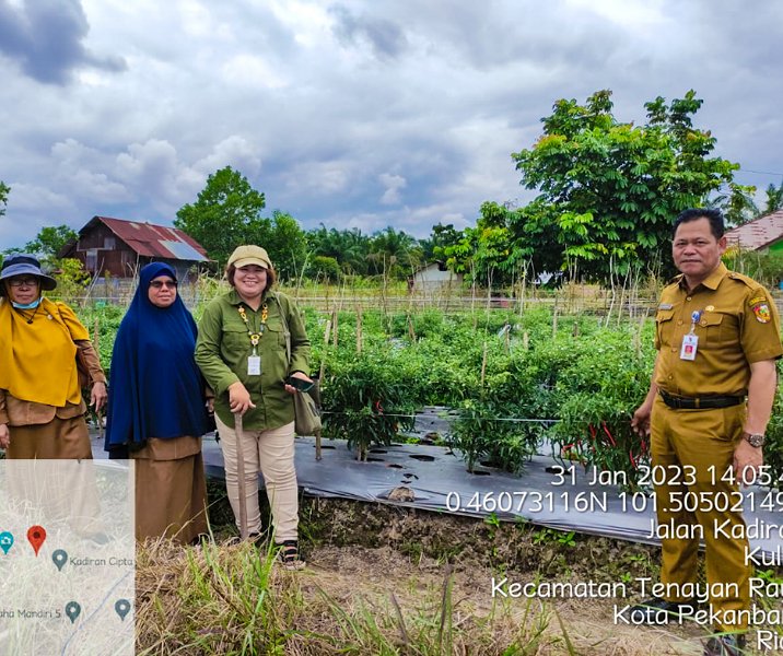 Kepala Distankan Pekanbaru M Firdaus saat panen cabai merah di kebun yang dikelola Poktan Kadiran Jaya di Kulim, Selasa (31/1/2023).Foto: Istimewa.