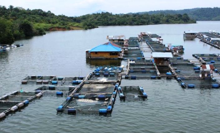 Tambak di Danau PLTA Koto Panjang Kampar