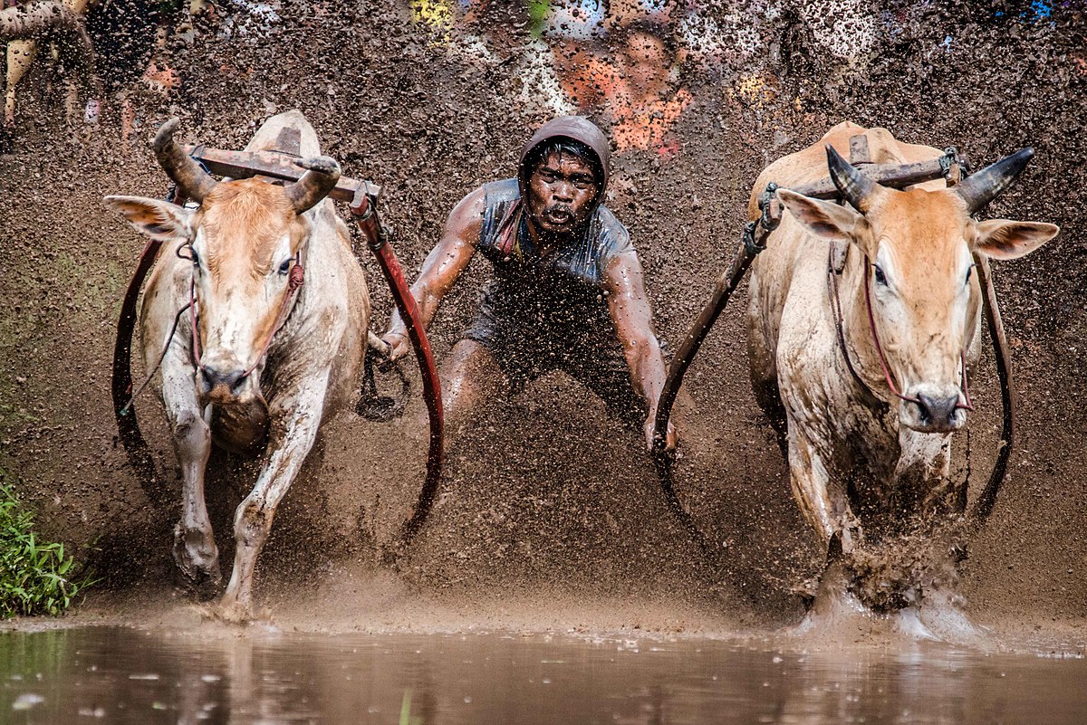 Alek Pacu Jawi Tanah Datar