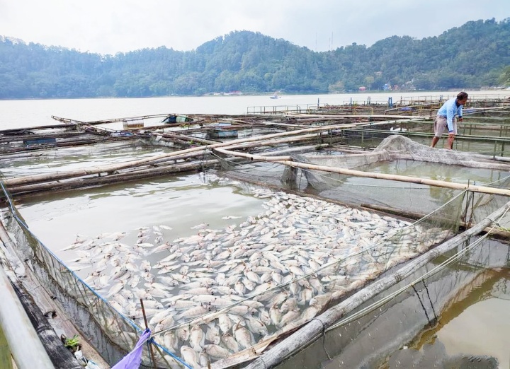 Ikan di Keramba Waduk Koto Panjang