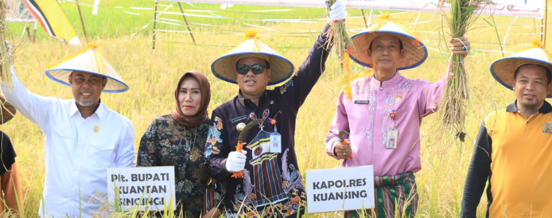 Panen raya padi di Desa Pulau Aro