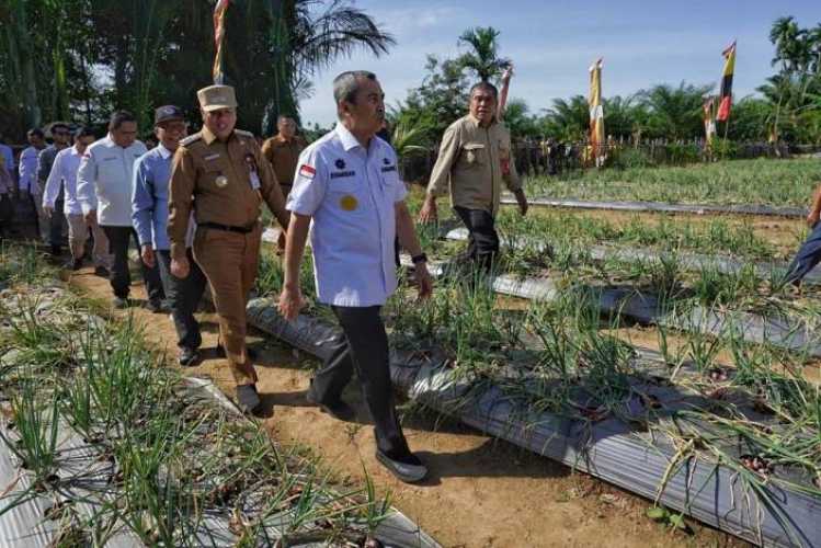 Gubri yang ikut panen raya bawang merah di Kuansing