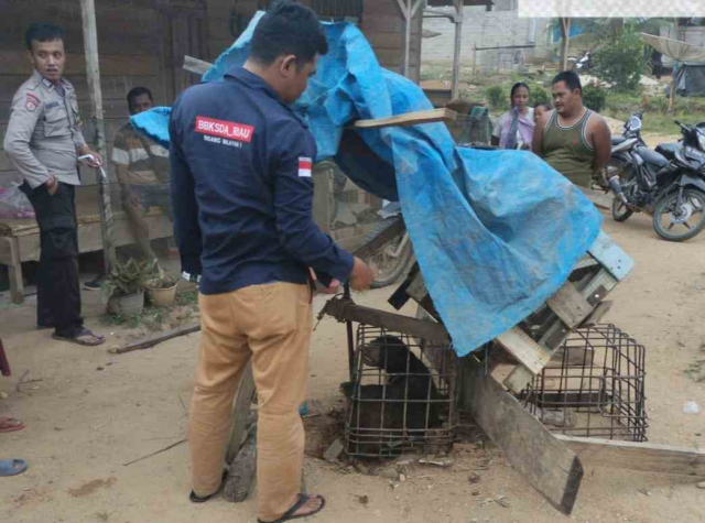 Evakuasi Beruang Madu dari Batang Cenaku