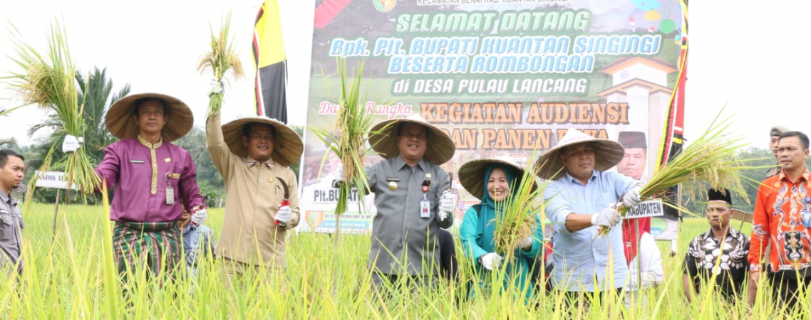 Plt Bupati Kuansing, H Suhardiman Amby panen raya di Benai