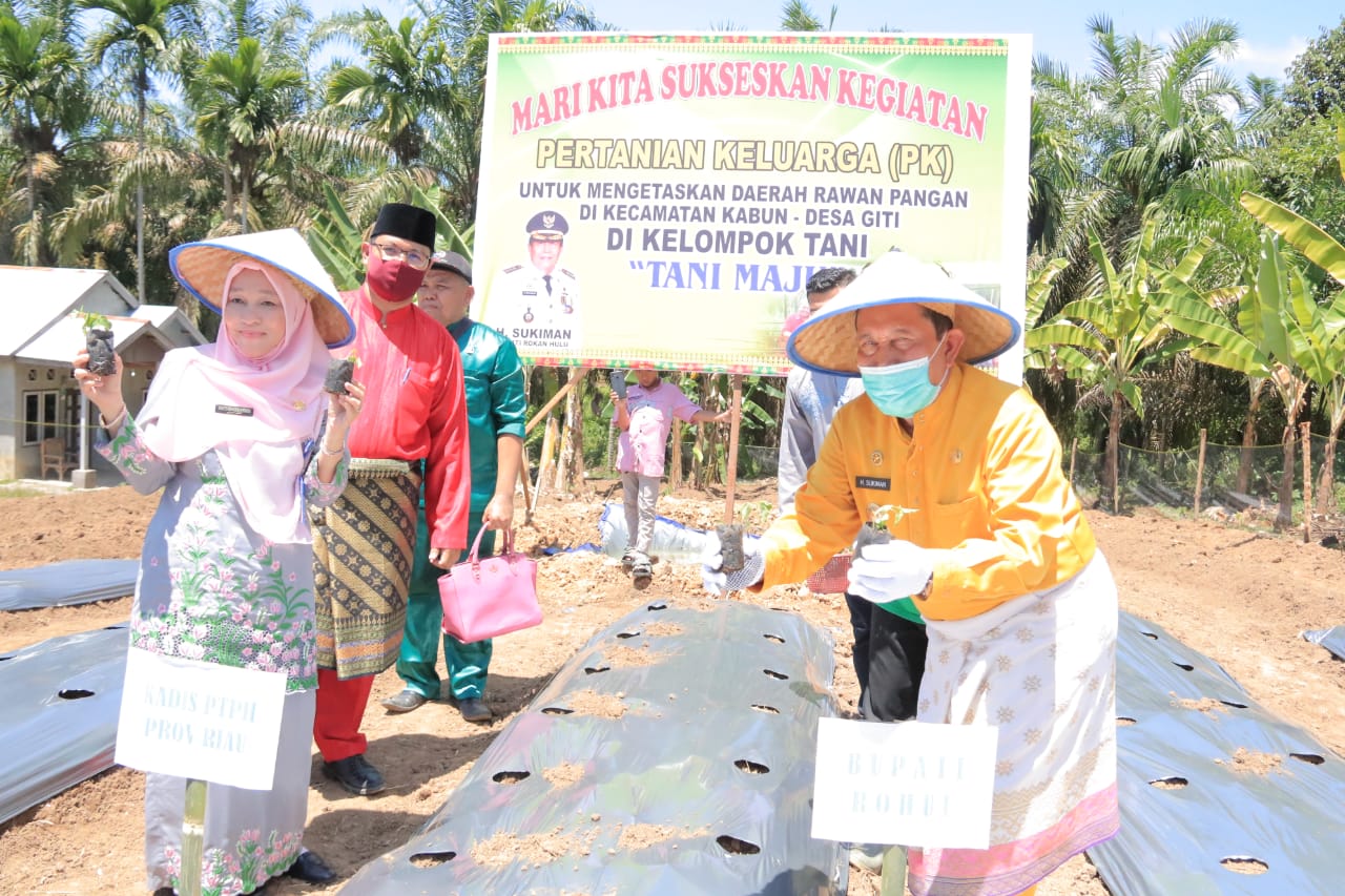 Lahan pertanian di Desa Giti Rohul