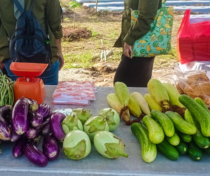 Hasil pertanian di lahan siCANTIG. Foto: Surya/Riau1.