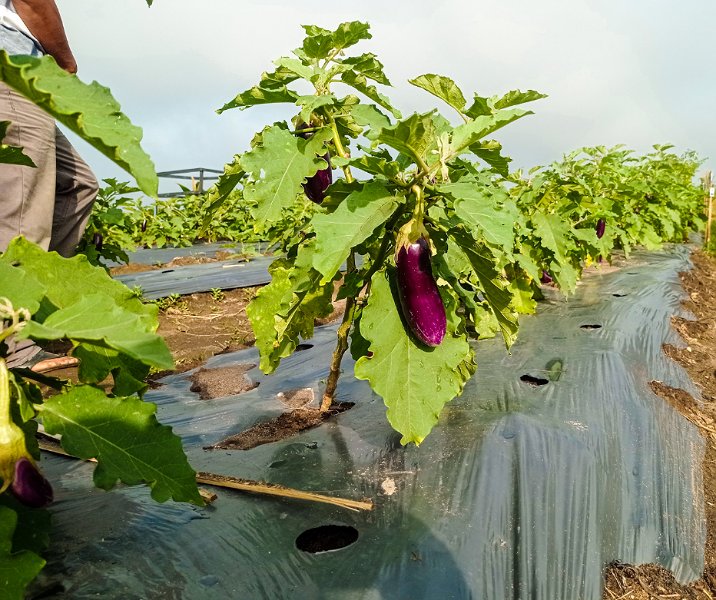 Kebun terung siap untuk dipanen di lahan siCANTIG, Kelurahan Agrowisata, Kecamatan Rumbai Barat. Foto: Surya/Riau1.