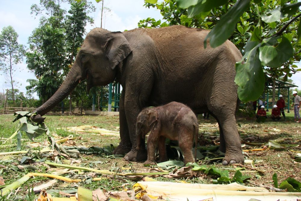 Bayi gajah yang baru lahir