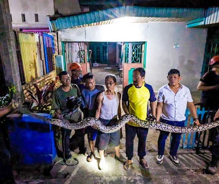 Ular piton ini ditangkap petugas Rescue Damkar Pekanbaru di Gang Jamil, Jalan Pepaya, Senin (8/5/2023) dini hari. Foto: Istimewa.