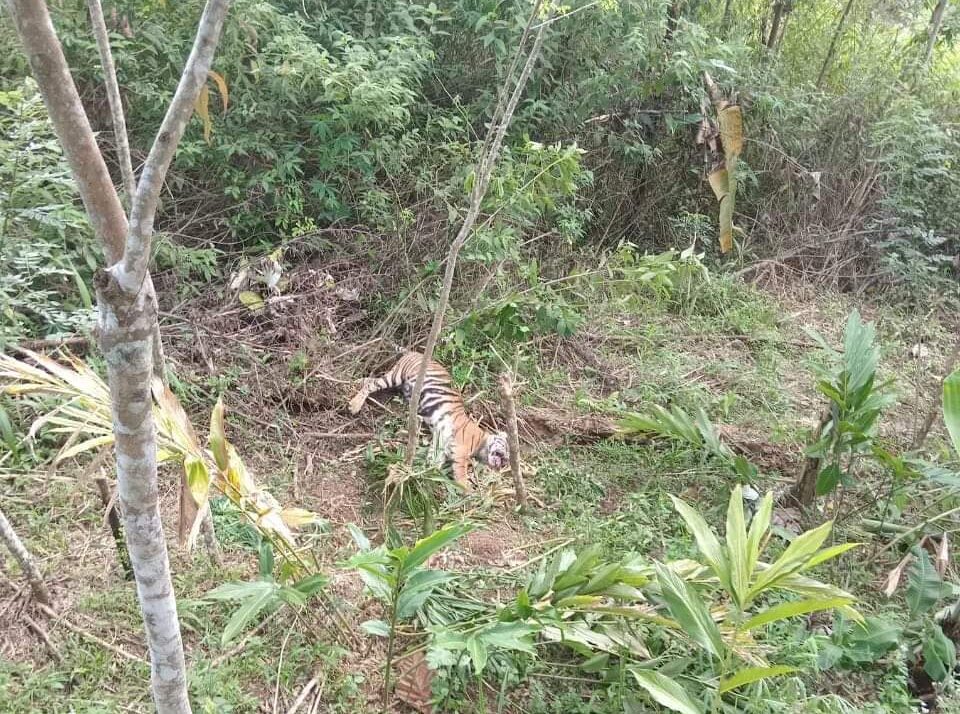 Harimau yang terkena jerat babi