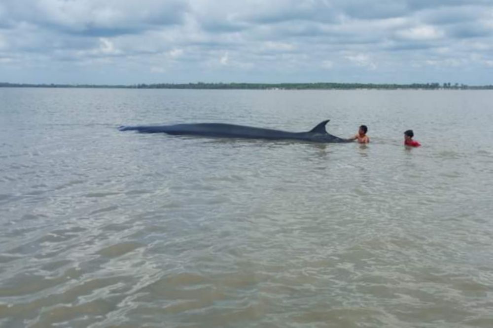 Ikan Paus yang terdampar di perairan Panipahan Rohil