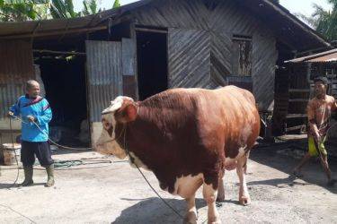 Sapi Kurban dari Presiden untuk Riau tahun lalu