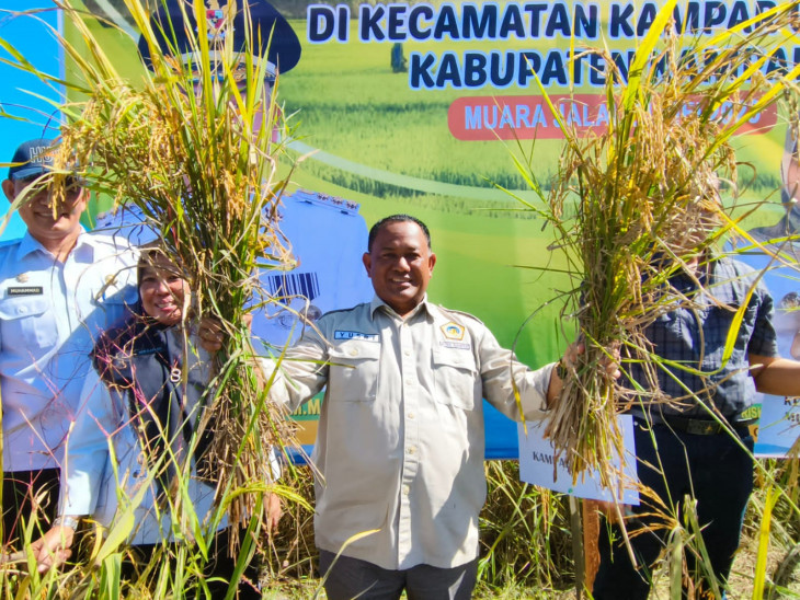 Panen padi di Muara Jalai