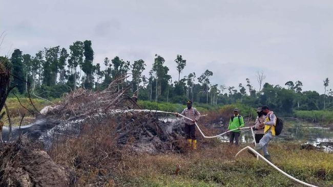 Lahan yang dibakar di Rohil