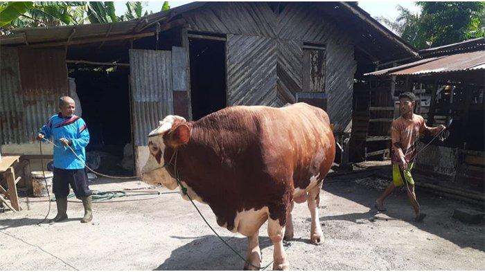 Sapi Kurban dari Presiden untuk Riau tahun lalu