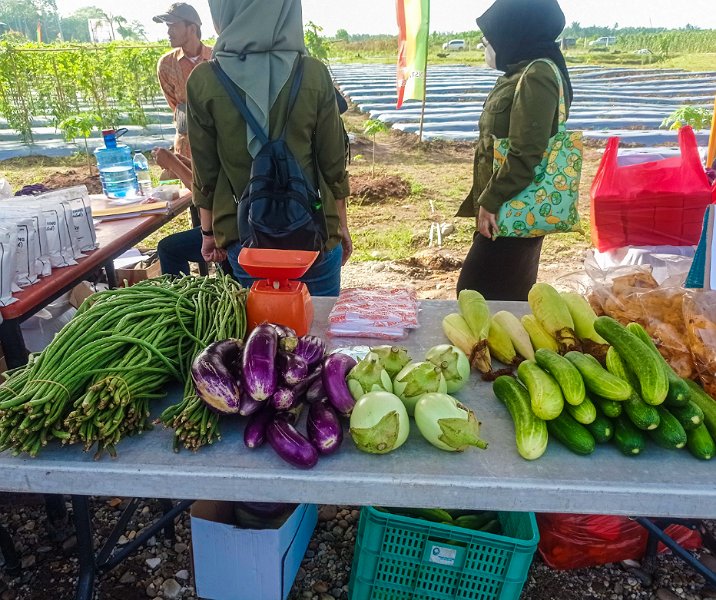 Hasil panen di kawasan Secantik Pekanbaru. Foto: Surya/Riau1.