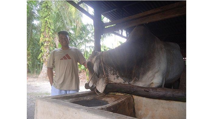 Sapi  milik Franto Kukuh Sulahi Rio, peternak di Inhu