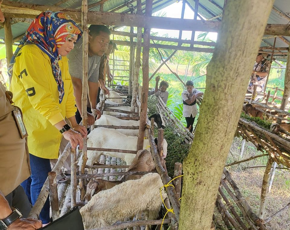 Kambing bantuan untuk kelompok ternak di Desa Pulau Sarak