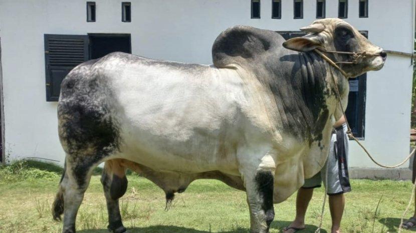 Sapi Kurban bantuan Presiden di Riau tahun ini