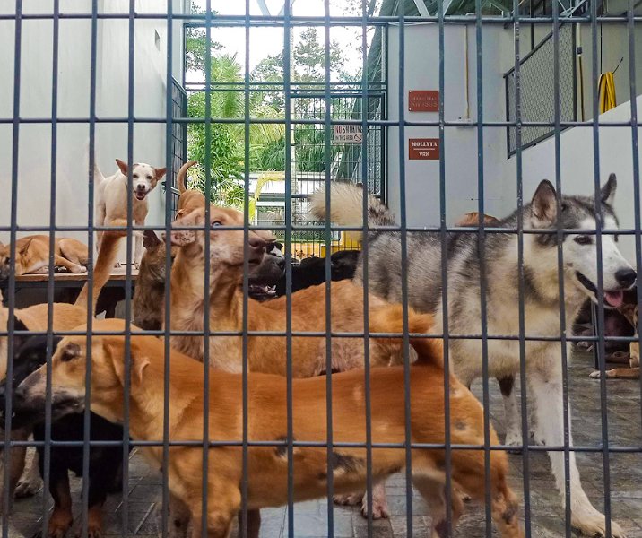 Anjing buangan ditempatkan di tempat penampungan. Foto: Surya/Riau1.