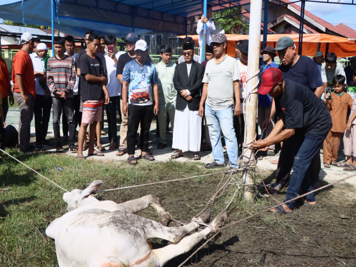 Pj Bupati Kampar, Firdaus menyaksikan penyembelihan hewan kurban