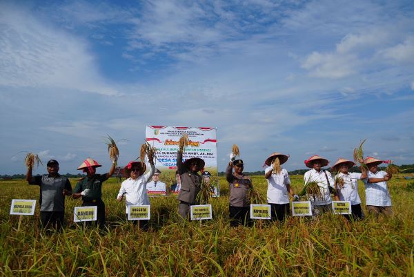 Panen raya padi di Simandolak Benai