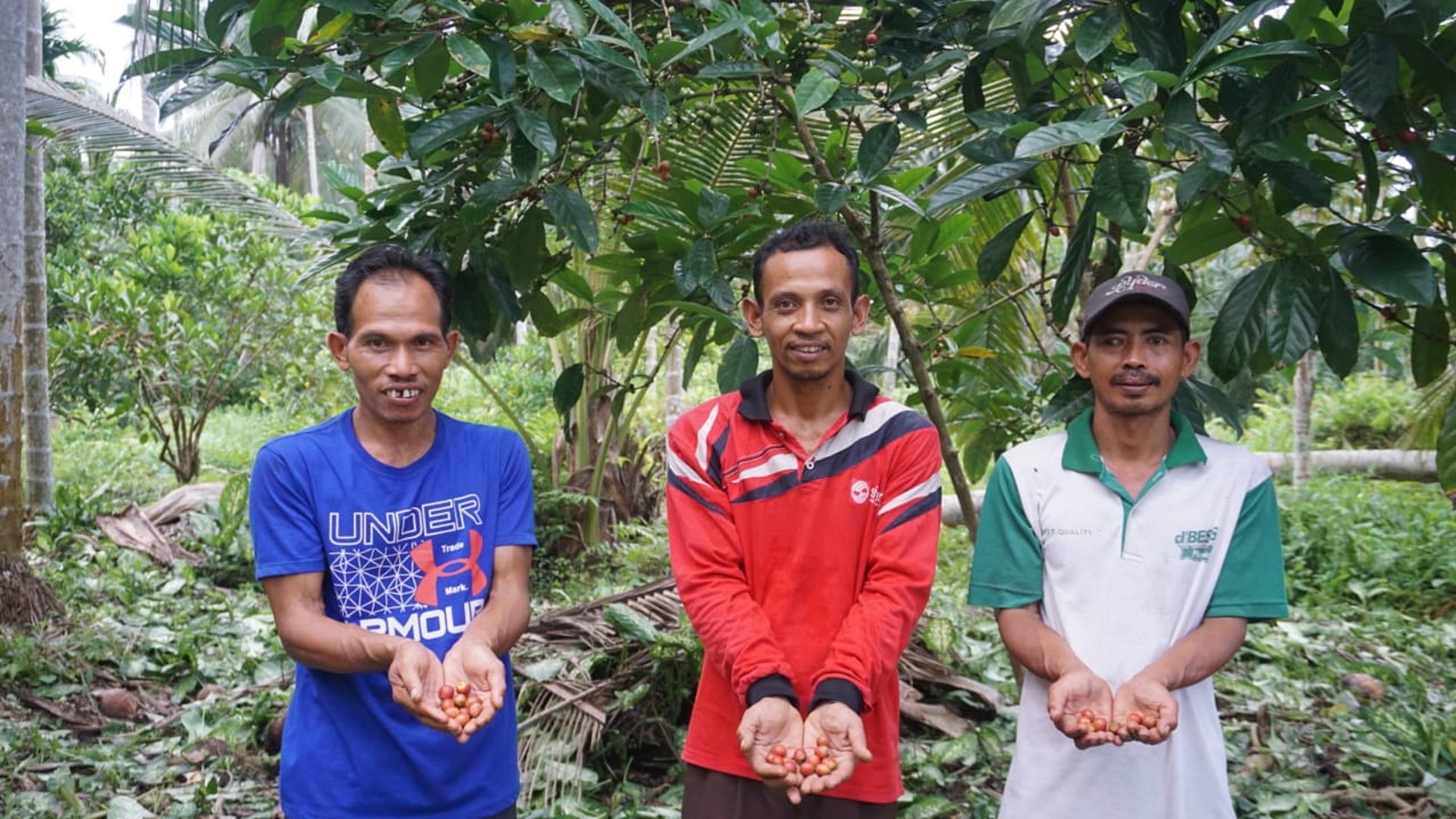 Budi (tengah) dan rekan-rekan Kelompok Tani Karya Lestari memanen biji kopi liberica. Budi daya kopi telah memberikan penghasilan tambahan untuk kebutuhan sehari-hari.