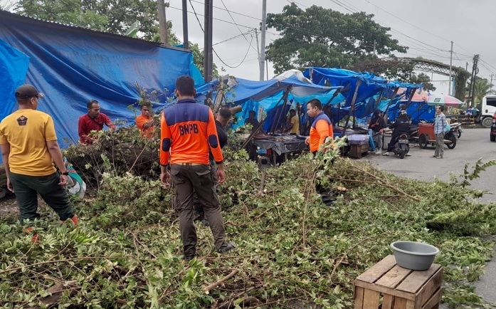 Pohon tumbang di Kota Padang/net