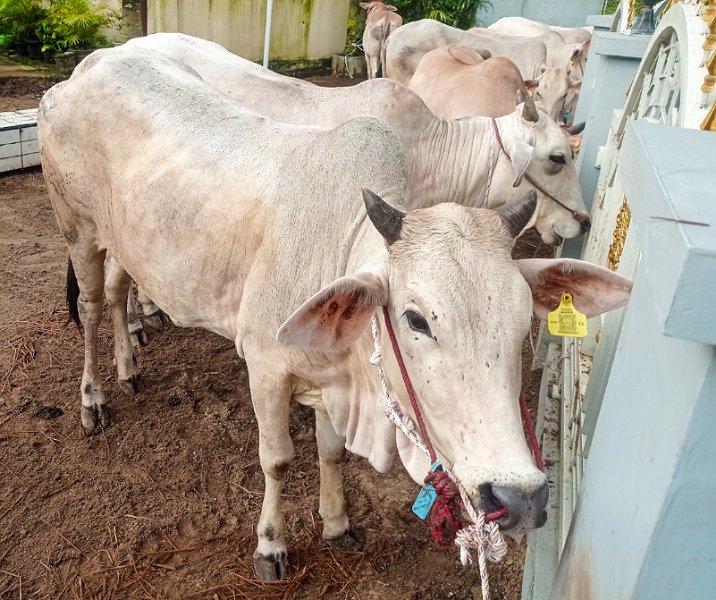 Sapi kurban saat akan dipotong. Foto: Surya/Riau1.