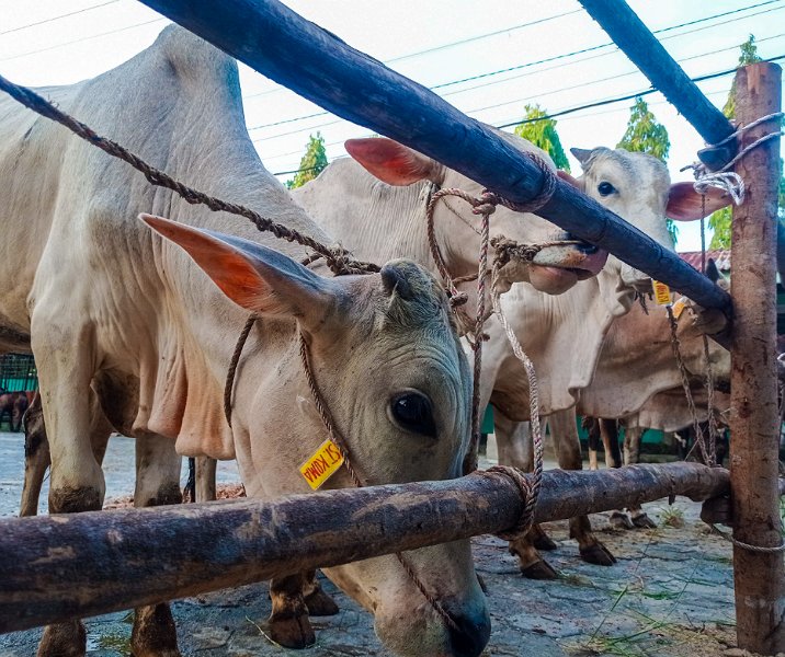 Sapi kurban. Foto: Surya/Riau1.