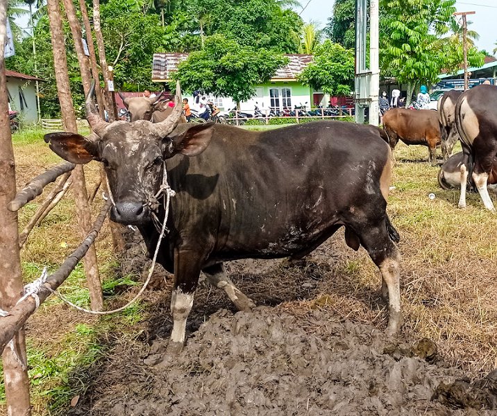 Sapi kurban. Foto: Surya/Riau1.