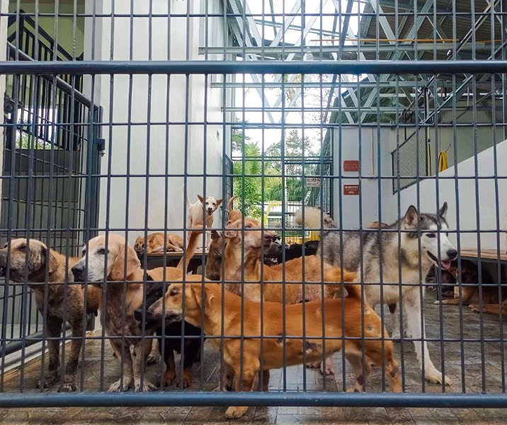 Tempat penampungan anjing telantar di Rumbai. Foto: Surya/Riau1.