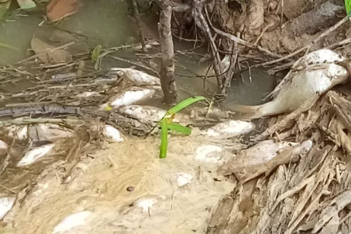 Ikan mati di sungai Siak