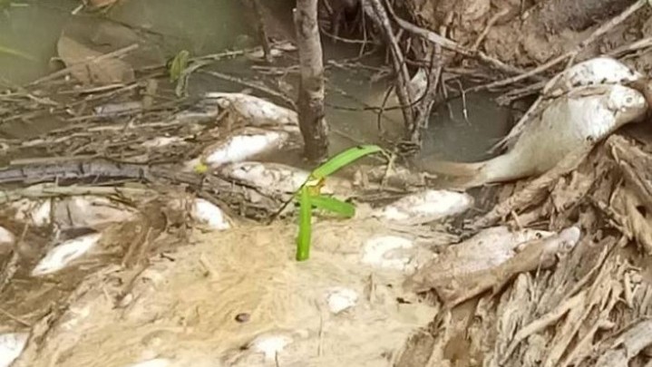 Ikan yang ditemukan mati di sungai Siak belum lama ini