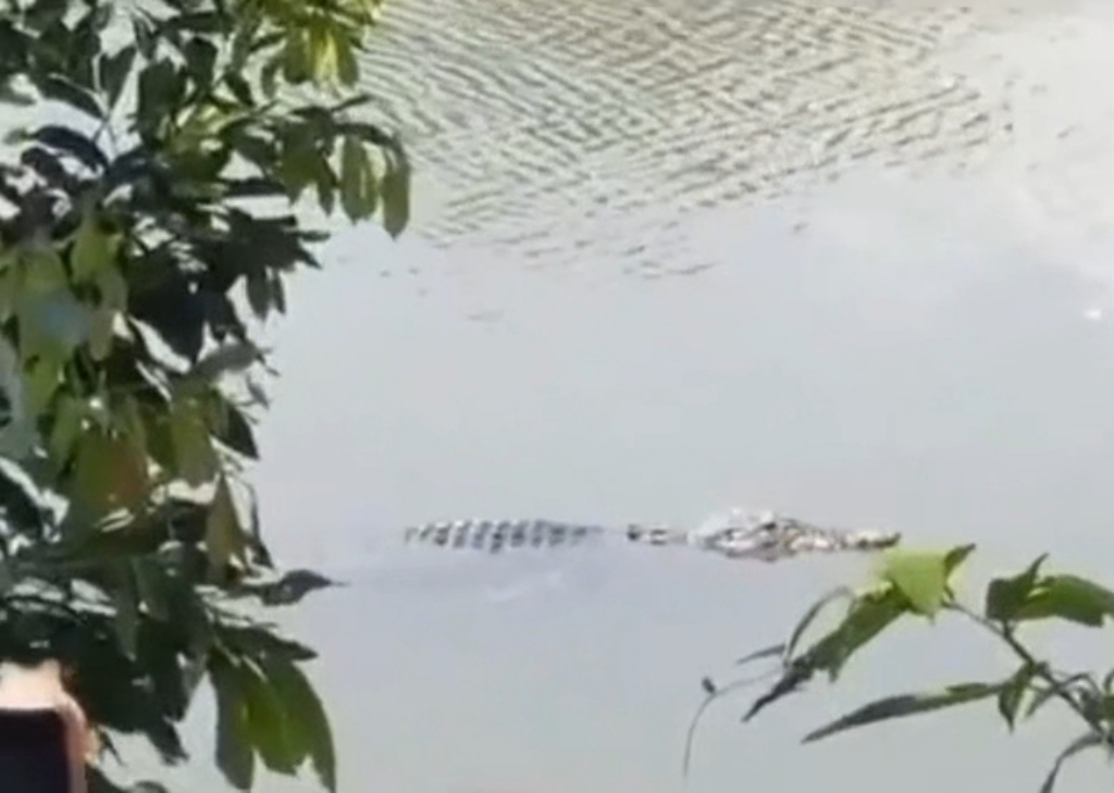 Buaya yang tampak di Sungai Subayang