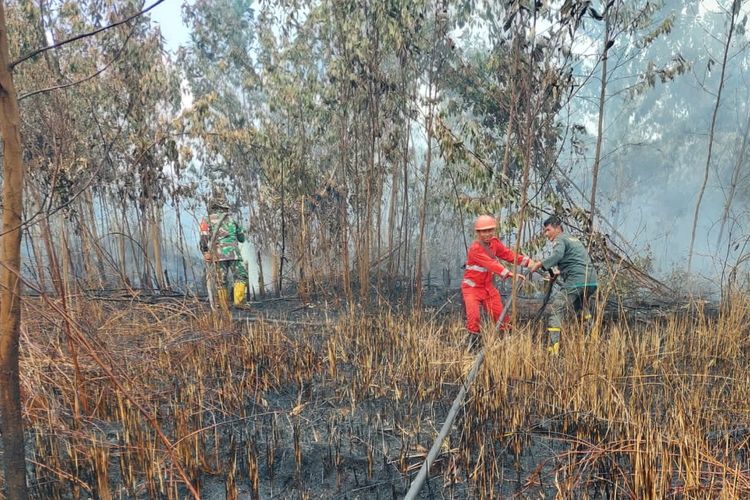 Karhuta di Tarai Bangun Kampar/Kompas